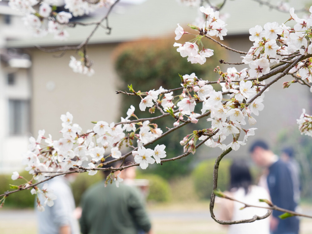 桜と職員